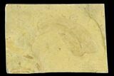 1.7" Pennsylvanian Seed Fern (Neuropteris) Fossil - Kansas - #130257-1
